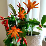 Easter Cactus Plant Live 4-7 Inches, Spring Easter Cactus, Vibrant Seasonal Blooms for Indoor Planting