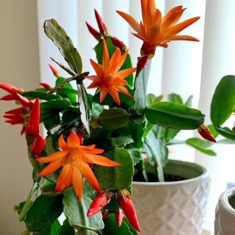 Orange Easter Cactus Plant Live 4-7 Inches, Spring Easter Cactus, Vibrant Seasonal Blooms for Indoor Planting