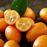 Sweet Meiwa Kumquat Tree Plant Live, 1-2 Years Old in 1 Gallon Pot, Fast-Growing Orange Citrus for Spring Planting Indoor Outdoor