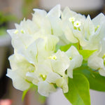 2 Variegated White Bougainvillea Plants Live, Flowering Bougainvillea Vine 4-8 Inches Tall, Climbing Plant for Outdoor Garden and Trellis