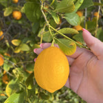 Meyer Lemon Tree 1.5-2 Ft Tall in Gallon Pot, Live Grafted Lemon Citrus Plant for Garden and Patio Pots, Ready to Grow
