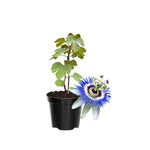 Pack 2 Passion Flower Plants, Passiflora Vine Flowering Plant 4-7 Inch Tall, Indoor Outdoor Planting (Light Blue)
