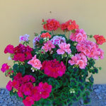 Pack of 3 Assorted Geranium Plants, 4-6" Mix Geranium Plant, Colorful Blooms, Perennial Geraniums Flowers Plant for Planting