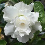 02 White Desert Rose Live Plants, Starter Adenium 3-6 Inches Tall, No Pot, No Flower, Tropical Flowering Succulent Plants for Indoor Outdoor Growing