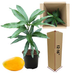 1 Year Old Mango Tree Live Plant Seedling in Gallon Pot, Fully Rooted for Zones 9-11, Cold Hardy, Ready to Planting Outdoor, Full Sun, Tommy Atkins Mango Plant, No CA
