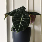 Black Velvet Alocasia Plant Live, Rare Tropical Alocasia Indoor Houseplant 4-7 Inches