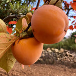 5 Persimmon Live Plants Seedlings, Sweet Persimmon Bare Roots 12-18'' Tall, Cold Hardy Fruit Tree, Outdoor Garden