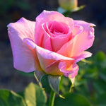 Rare Pink Rose Bush Live Plant, Rose Plant Live for Planting, 5-10 Inch Tall, Fragrant Flowers Well Rooted Starter Plant Indoor Outdoor