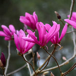 Magnolia Tree Live Plant 12 to 18 Inch Tall, Fragrant Magnolia Plant Live, Magnolia Bush Live Plant in Gallon Pot (Ann Magnolia)
