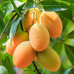 Mango Tree Live Plant in Gallon Pot, 8 Months Old Sweet Yellow Mango Plant, Tropical Fruit Tree for Outdoor Planting 8-12'' Tall