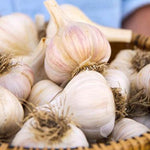 1 Pound Garlic for Planting in Spring Softneck, 5-6 White Garlic Bulbs for Planting, Fresh and High Yield Bulb Variety Pack, Hardy and Fast Growing