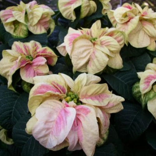 2 Multi Varieties Poinsettia Plants Live, Pink Cream Poinsettia Flowers for Holiday Christmas Gift, Decoration Houseplant 5-10" in Tall, No Pot