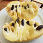 Dormant Pawpaw Tree Live Plant, Hardy Fruit Tree for Small Gardens or Patios, Paw Paw Tree 8-12 Inches