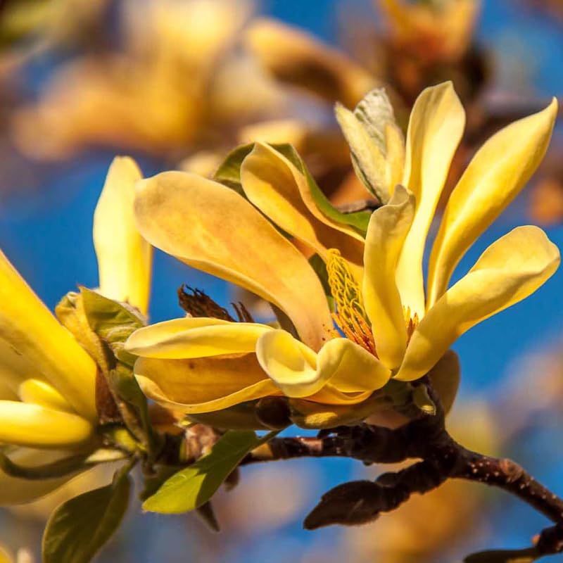 Magnolia Tree Live Plant 6-12 Inch Height, Fragrant Magnolia Plant Live to Grow, Magnolia Bush Flowers (Yellow Bird Magnolia)