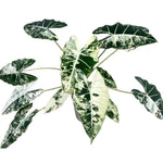 Set 2 Frydek Variegated Alocasia Live Plants for Planting, 5 to 7 Inc Tall, Indoor Houseplant Alocasia Plant Live, No Pot, Alocasia Colocasia Taro Plants for House Plants