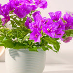3 Bougainvillea Vine Plants, Bougainvillea Plants Live for Outdoor Landscaping and Containers, 4-7 Inch Tall Well-Rooted, No Pot (Purple Bougainvillea)