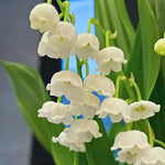 10 Lily of the Valley Bulbs, Fragrant Spring Flowers, Hardy Perennial Plant for Shade Gardens