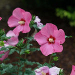 1 Pink Althea Rose of Sharon Tree Live Plant 6-12 Inch Height, Pink Hibiscus Plant Live Bareroot, Hibiscus Syriacus Flowers
