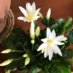 White Easter Cactus Plant Live 4-7 Inches, Spring Easter Cactus, Vibrant Seasonal Blooms for Indoor Planting