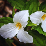 Set of 20 White Trillium Bulbs, Trillium Flower Bulbs, Large Bulbs, Trillium Bulb for Fall Planting Outdoor Indoor