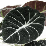 Set 2 Black Velvet Alocasia Live Plants for Planting, 5 to 7 Inc Tall, Indoor Houseplant Alocasia Plant Live, No Pot, Alocasia Colocasia Taro Plants for House Plants