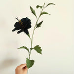 Black Hibiscus Plant for Outdoor Planting, Hardy Hibiscus Flowers Colorful Blooms, Hibiscus Plant for Grow
