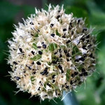 100 Walking Onion Plants Seeds Not Bulbils, Cold Hardy, Fast-Growing and High Yielding for Spring Planting