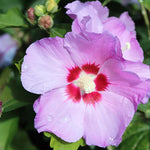 1 Althea Rose of Sharon Bush Live Plant 8-14 Inch Height, Pink Hibiscus Plant Live Bareroot, Hibiscus Syriacus Flowers