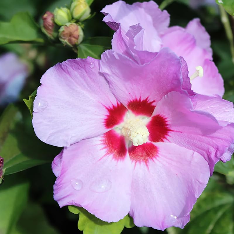 1 Althea Rose of Sharon Bush Live Plant 6-12 Inches Tall, Pink Hibiscus Plant Live Bareroot, Fragrant Rose of Sharon Plant