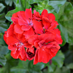3 Red Geranium Plants Live, Live Geranium Plants, 5 to 7 Inches in Height, Geranium Flower Plant, Geranium Live Plants Gardening Outdoor Indoor Planting