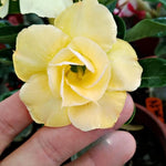 Pack 2 Double Yellow Desert Rose Plants Live, Hardy Adenium Obesum Succulent, Vibrant Blooms for Indoor and Outdoor 4-7 Inch