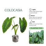 Set 2 Purple Green Colocasia Elephant Ear Plants Live 4–7 Inches Tall, Tropical Foliage Plants for Outdoor Garden, Large Leaf Plants for Patio, Containers or Landscape