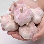 3 Jumbo Purple Garlic Bulbs for Planting in Spring, High Yield Hardneck Garlic Cloves Seeds, Fresh, Cold Hardy and Fast Growing, Various Varieties