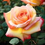 Sunset Rose Bush, Heirloom Rose Plant Live for Planting, 7-10 Inch Tall, Fragrant Rose Flowers Well Rooted Starter Plant