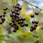 2 Seedlings Black Chokeberry Trees Live Plants, 1 Year Old Well-Rooted for Outdoor Planting, No CA, Edible Aronia Berry Shrub, Cold Hardy