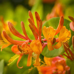 2 Coral Honeysuckle Plants Live for Planting, Fragrant Honeysuckle Vine Live Plants, 5-9" Tall, Hardy Perennial Climbing Vine