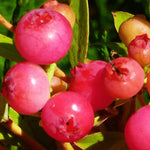 1 Blueberry Bush Live Plant 5 to 9 Inch Tall, Blueberry Plant Live for Planting, Sweet Blueberries Fruit Tree Live Plant (Pink Lemonade Blueberry)