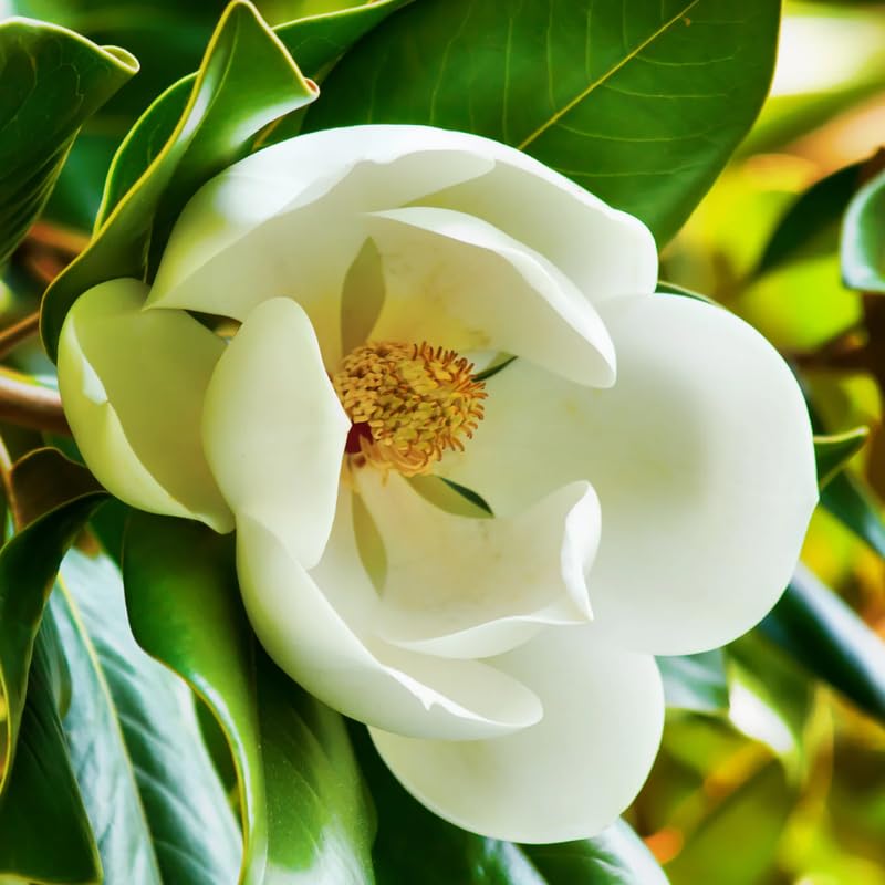 Southern Magnolia Live Plant, Cold Hardy Flower Tree, 6-12 Inch Tall