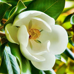 Magnolia Tree Live Plant 6-12 Inch Height, Fragrant Magnolia Plant Live to Grow, Magnolia Bush Flowers (Southern Magnolia)