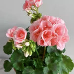 2 Salmon Geranium Plants Live, Live Geranium Plants, 5 to 8 Inches Tall Live Plants, Geranium Flower Plant, Geranium Live Plants Indoor Garden Outdoor