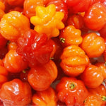Red Star Surinam Cherry Tree Live Plant, 2-3 Feet in 1 Gallon Pot, Fast-Growing and Ready to Bear Fruit, High-yieding Outdoor Spring Planting, No CA