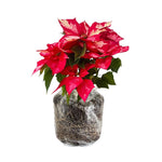 2 Multi Varieties Poinsettia Plants Live, Polka Dot Red Poinsettia Flowers for Holiday Christmas Gift, Decoration Houseplant 5-10" in Tall, No Pot