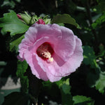 1 Althea Rose of Sharon Bush Live Plant 6-12 Inches Tall, Pink Hibiscus Plant Live Bareroot, Fragrant Rose of Sharon Plant