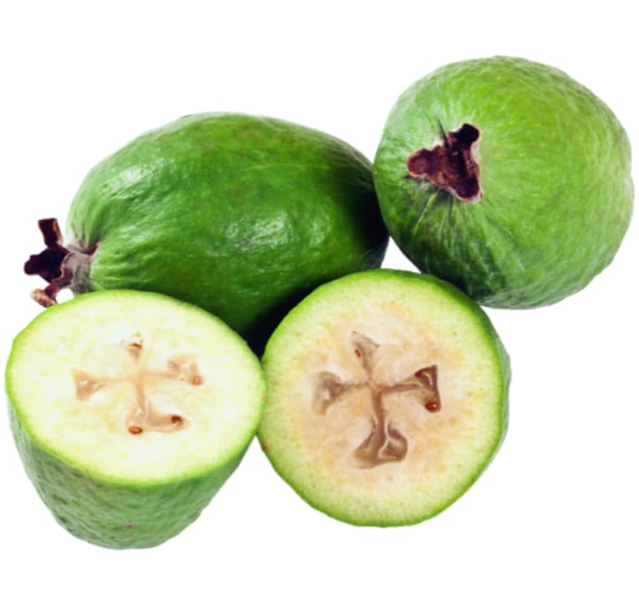 Guava Tree Live Plant, 5 to 7 Inc Tall, Pineapple Guava Plant Live for Planting, Zone 9 to 11