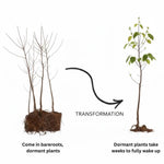 Set of 2 Magnolia Trees Live, 8-12 Inches Tall Cuttings Hardy Fragrant Flowering Magnolia Plants for Outdoor Garden (Ann Magnolia)