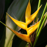 Set 2 Yellow Bird of Paradise Plants Live, Strelitzia Reginae Well-Rooted Bush, 5-9" Tall, No Pot, Tropical Perennial Blooming, Houseplant Indoor Outdoor Planting