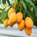 Sweet Mango Tree 8-12 Inches, Hardy, Fruit-Bearing Mango Tree in Gallon Pot, Well Rooted, Garden and Container Growing
