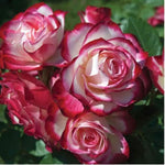 Delight Rose Bush Live Plant, Rose Plant Live for Planting, 5-10 Inch Tall, Fragrant Flowers Well Rooted Starter Plant Indoor Outdoor