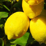 Meyer Lemon Tree Plant Live in 4" Pot, Starter Size 2-4" in Tall, Yellow Lemon Lime Citrus Fragrant for Zones 8-11 Growing