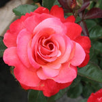 Rose Bush Live Plant, Heirloom Rose Plant Live for Planting, Fragrant Flowers Well Rooted Plant, 5-10 Inch Tall (Coral Rose)